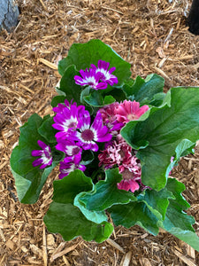 Cineraria