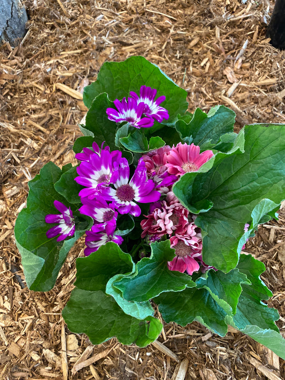 Cineraria