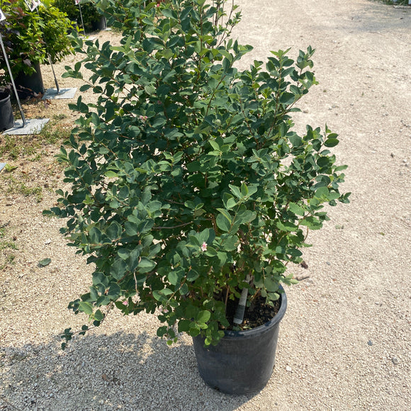 Snowberry - White