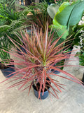 Dragon Tree