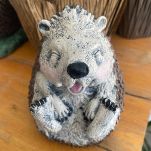 Baby Hedgehog