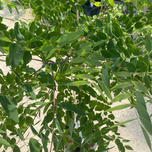 Coffee Tree - Kentucky