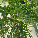 Coffee Tree - Kentucky