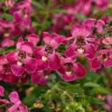 Angelonia
