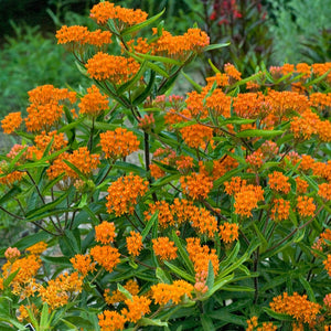 Milkweed