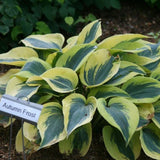 Hosta