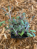 Sage - Herb