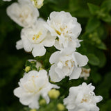 Bacopa