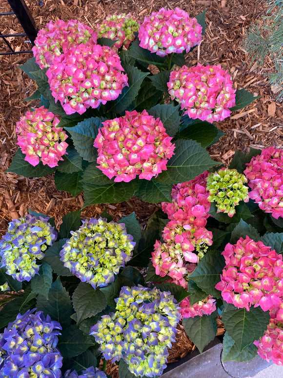 Hydrangea - Easter