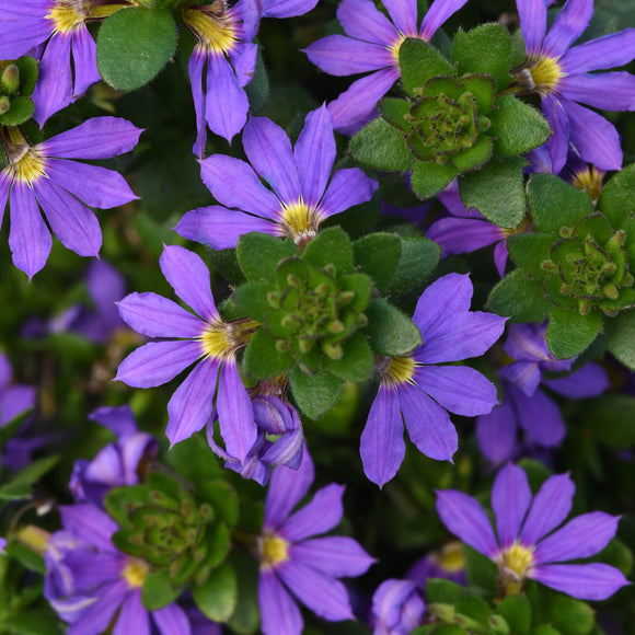 Fan Flower