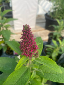 Butterfly Bush
