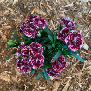 Carnation