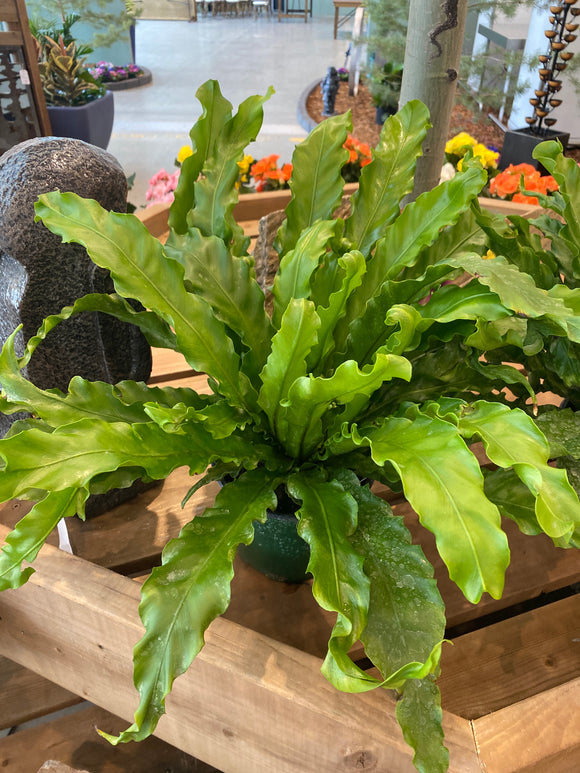 Bird Nest Fern