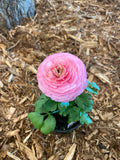 Ranunculus