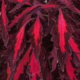 Coleus