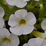 Calibrachoa (Million Bells)