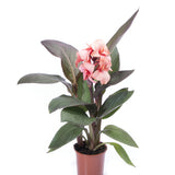 Canna Lily