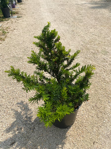 Morden Yew
