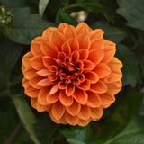 Orange dahlia flower with green leaves in the background