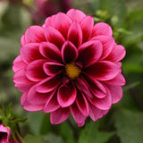 Close-up of a vibrant pink flower with a yellow center against a blurred green background