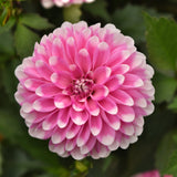 Close-up of a pink flower with green leaves in the background