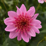 Close-up of a pink flower with a green background