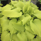 Hosta