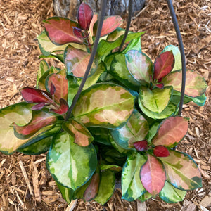 Wax Plant