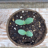 Cantaloupe