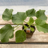 Cantaloupe