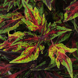 Coleus