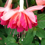 Close-up of pink and red fuchsia flowers with green leaves.