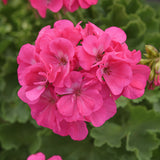 Close-up of bright pink flowers with green leaves in the background