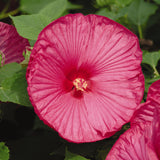 Close-up of a pink flower with green leaves in the background
