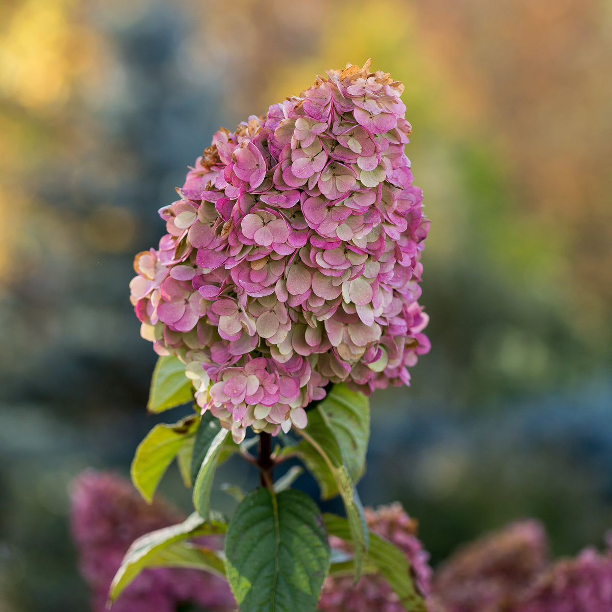 Hydrangea - Strawberry Sundae – Meadows Way Garden Center