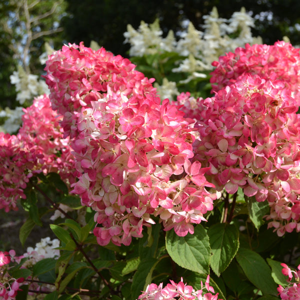 Hydrangea - Diamond Rouge – Meadows Way Garden Center