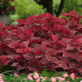 Red plants with pink flowers in a garden setting