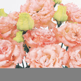 Close-up of pink carnations with green leaves on a white background