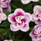 Calibrachoa (Million Bells)
