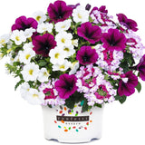 Colorful flower pot with purple, white, and pink flowers on a white background