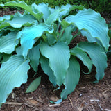 Hosta