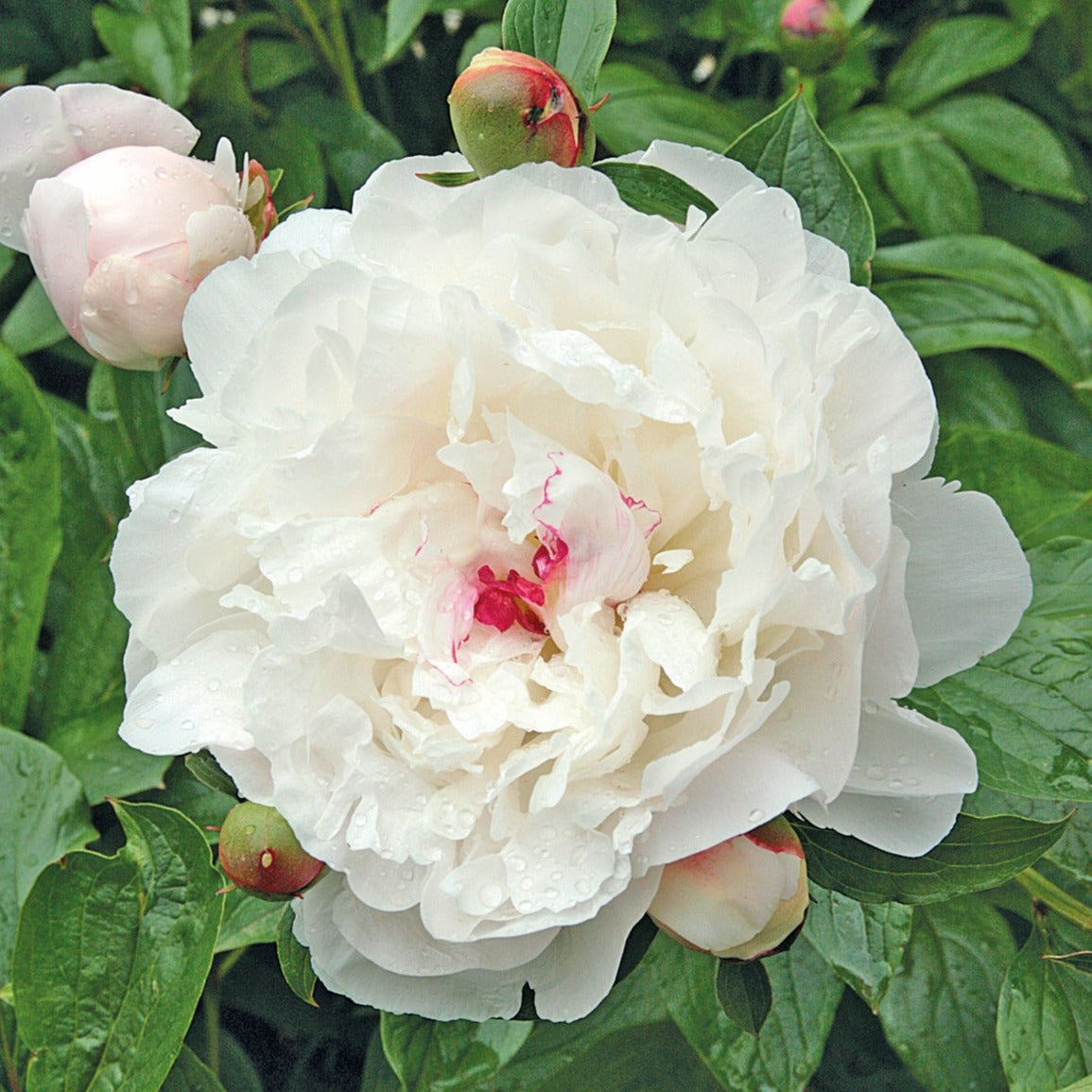 Garden Peony
