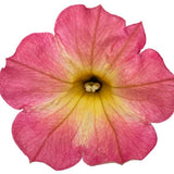 Close-up of a pink and yellow petunia flower on a white background