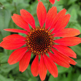 Coneflower