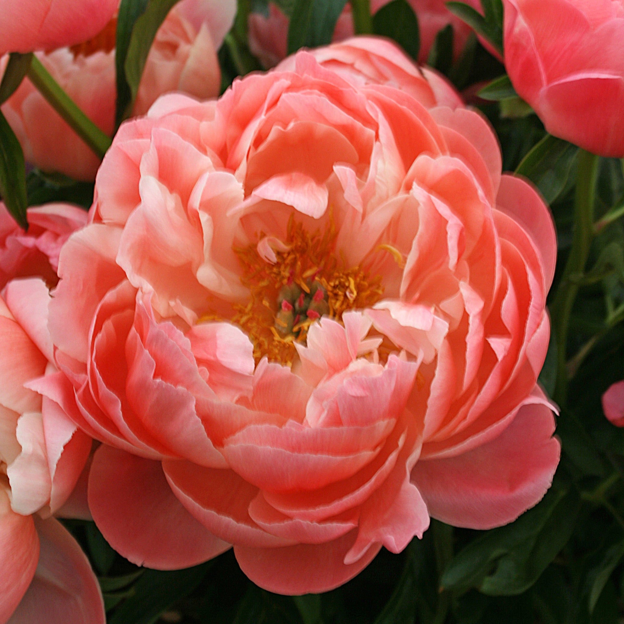 Garden Peony