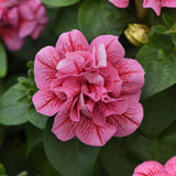 Close-up of a pink flower with green leaves in the background
