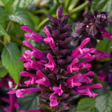 Close-up of vibrant purple flowers with green leaves in the background