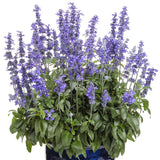 Potted plant with purple flowers and green leaves on a white background