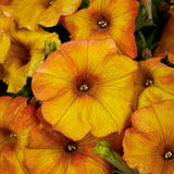 Close-up of bright orange and yellow flowers with a blurred background