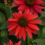 Coneflower